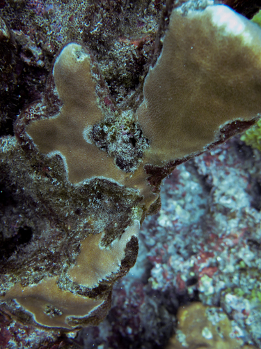 leaf coral