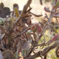 Dissocarpus paradoxus