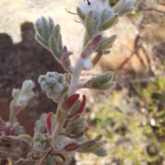 Dissocarpus paradoxus