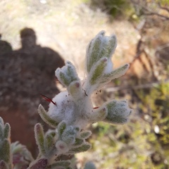 Dissocarpus paradoxus