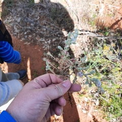 Dissocarpus paradoxus