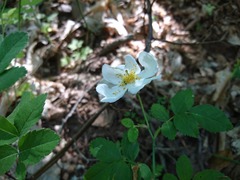 Rosa arvensis