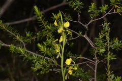 Diuris unica