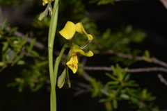 Diuris unica