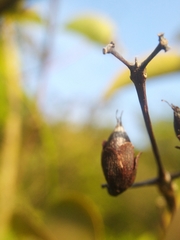 Cratoxylum cochinchinense