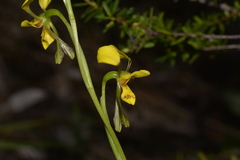 Diuris unica