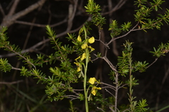 Diuris unica