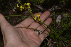 Diuris unica
