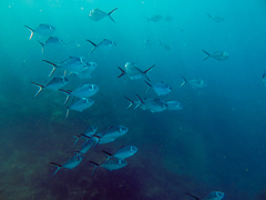 Trachinotus stilbe