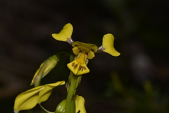 Diuris unica