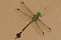 Paragomphus sabicus