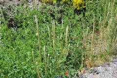 Reseda suffruticosa