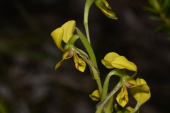 Diuris unica