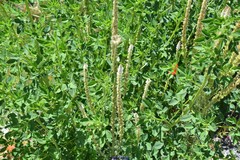 Reseda suffruticosa