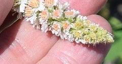 Reseda suffruticosa