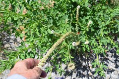 Reseda suffruticosa