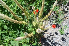 Reseda suffruticosa