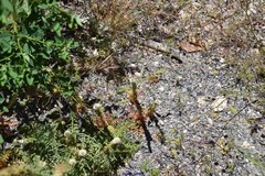 Reseda suffruticosa