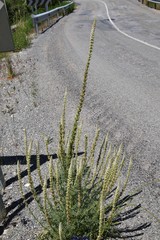 Reseda alba