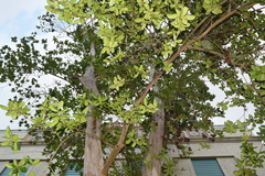 Pimenta racemosa grisea