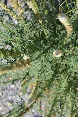 Reseda alba