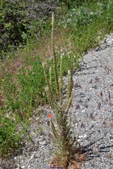 Reseda suffruticosa