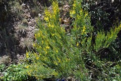 Genista florida