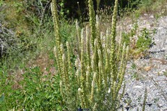 Reseda suffruticosa