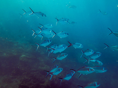 Trachinotus stilbe
