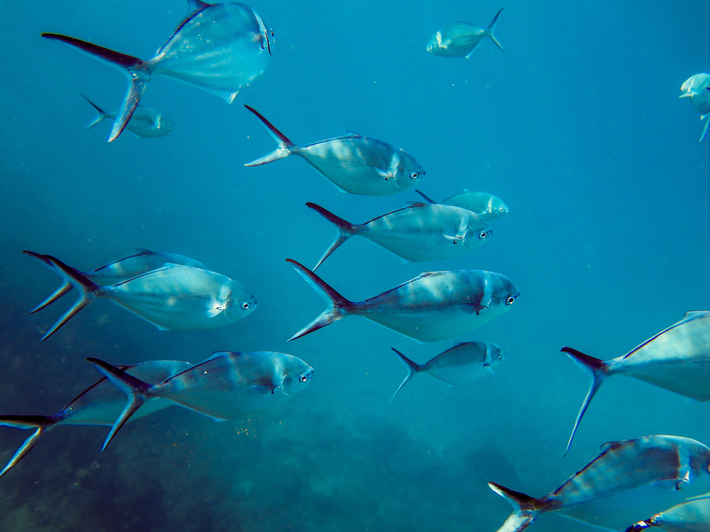 Steel pompano (Trachinotus stilbe) — Carangidae
