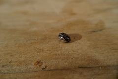 Glomeris tetrasticha