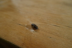 Glomeris tetrasticha