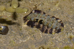 Onithochiton quercinus