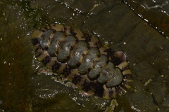 Onithochiton quercinus