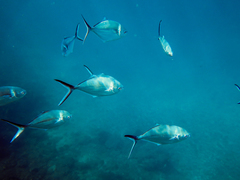 Trachinotus stilbe