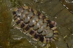 Onithochiton quercinus