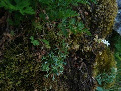 Saxifraga pentadactylis willkommiana