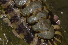 Onithochiton quercinus