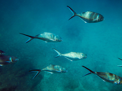 Trachinotus stilbe