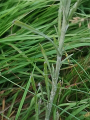 Omalotheca sylvatica