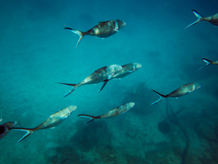 Trachinotus stilbe