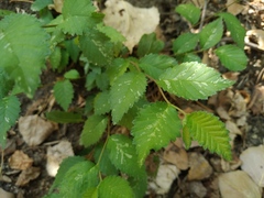 Ulmus pumila