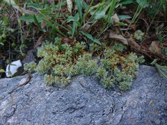 Scleranthus perennis
