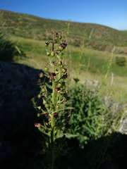 Scrophularia bourgaeana