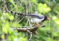 Urocissa erythroryncha