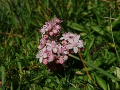 Sedum pedicellatum
