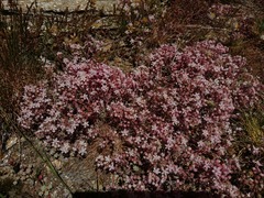 Sedum pedicellatum