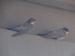 Rock Martin photo 6