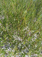 Salix purpurea
