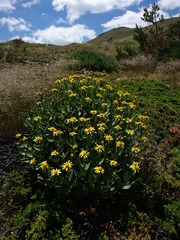 Senecio pyrenaicus